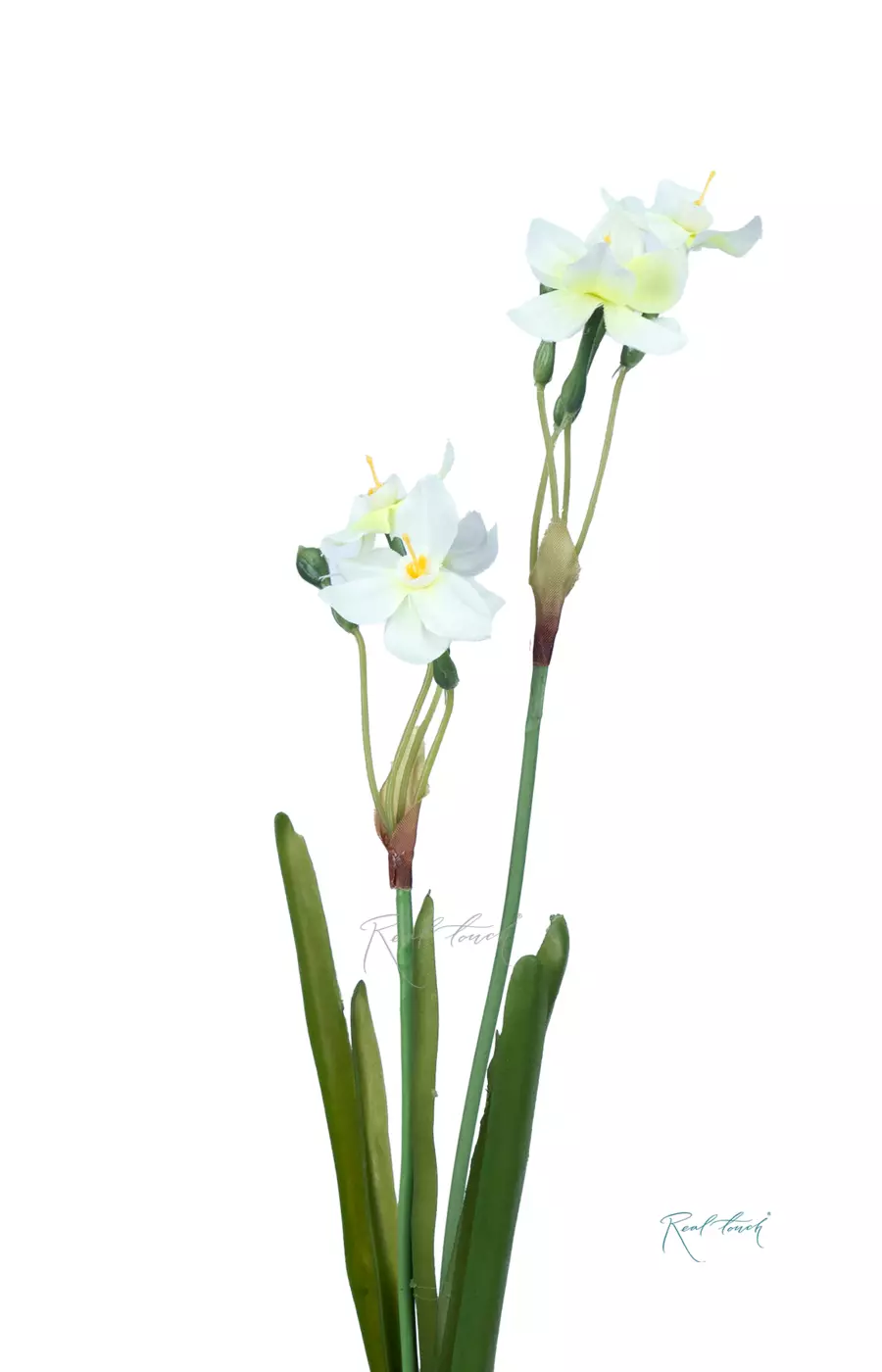 Нарциссы мини (пучок из 2 шт) - Белый