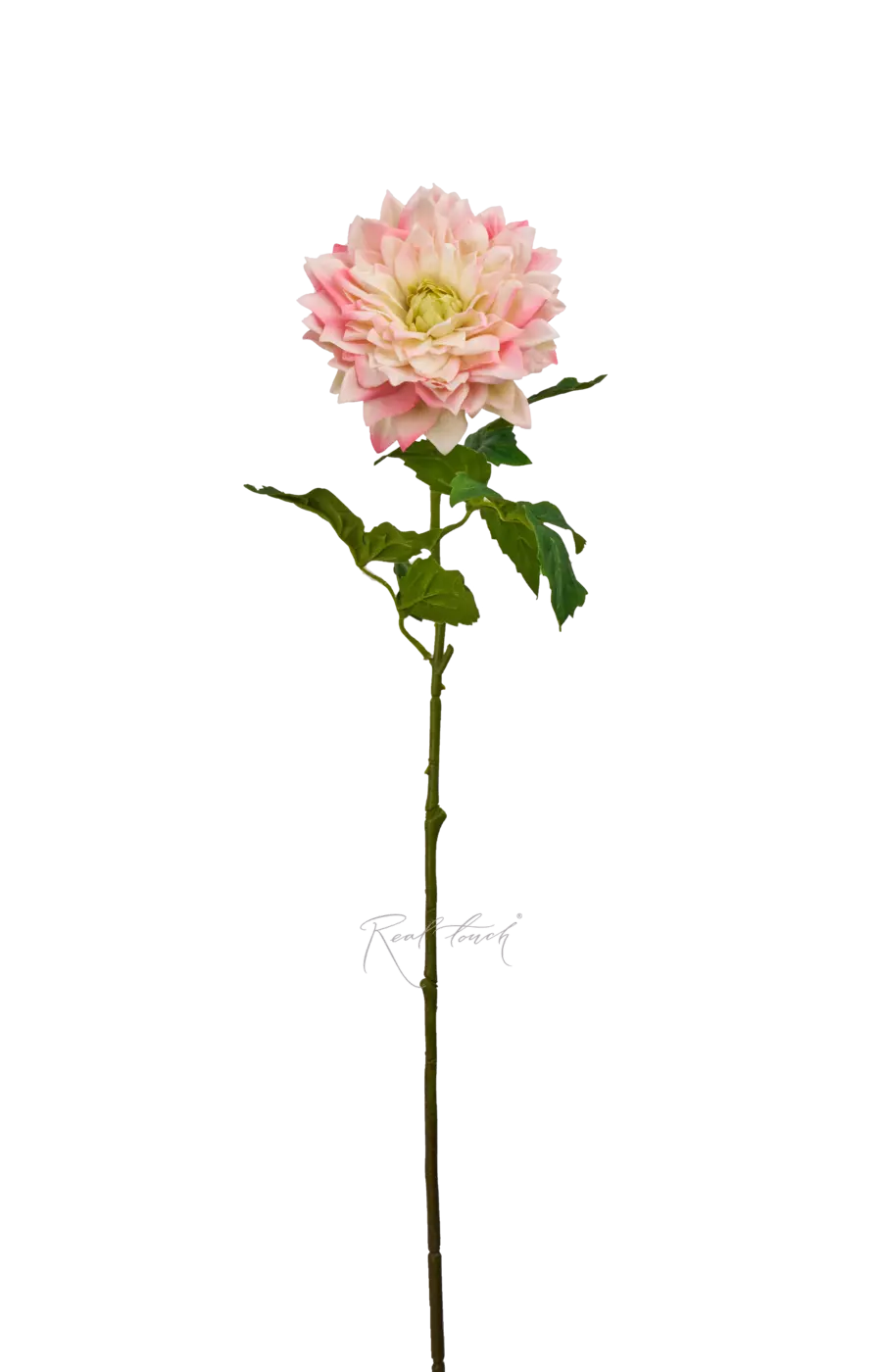 Пионовидный георгин - Персиково-розовый Пионовидный георгин - Персиково-розовый