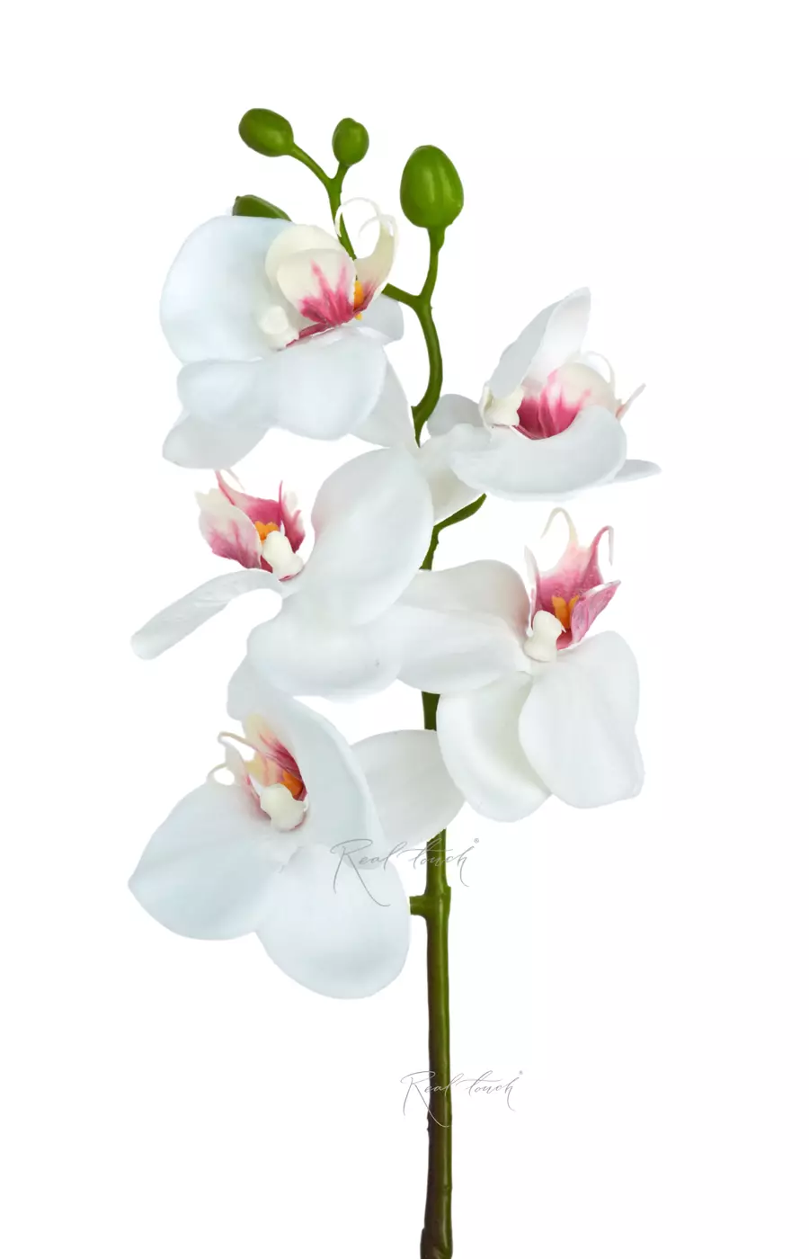 Орхидея фаленопсис 5 соцветий - Белый Орхидея фаленопсис 5 соцветий - Белый