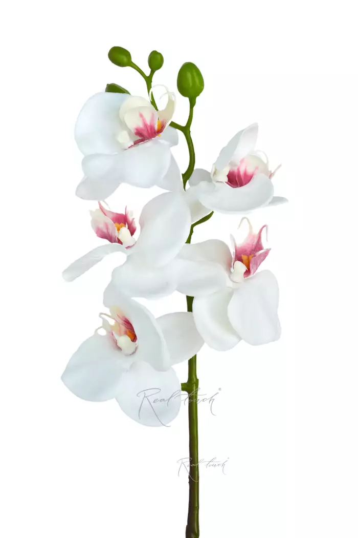 Орхидея фаленопсис 5 соцветий - Белый