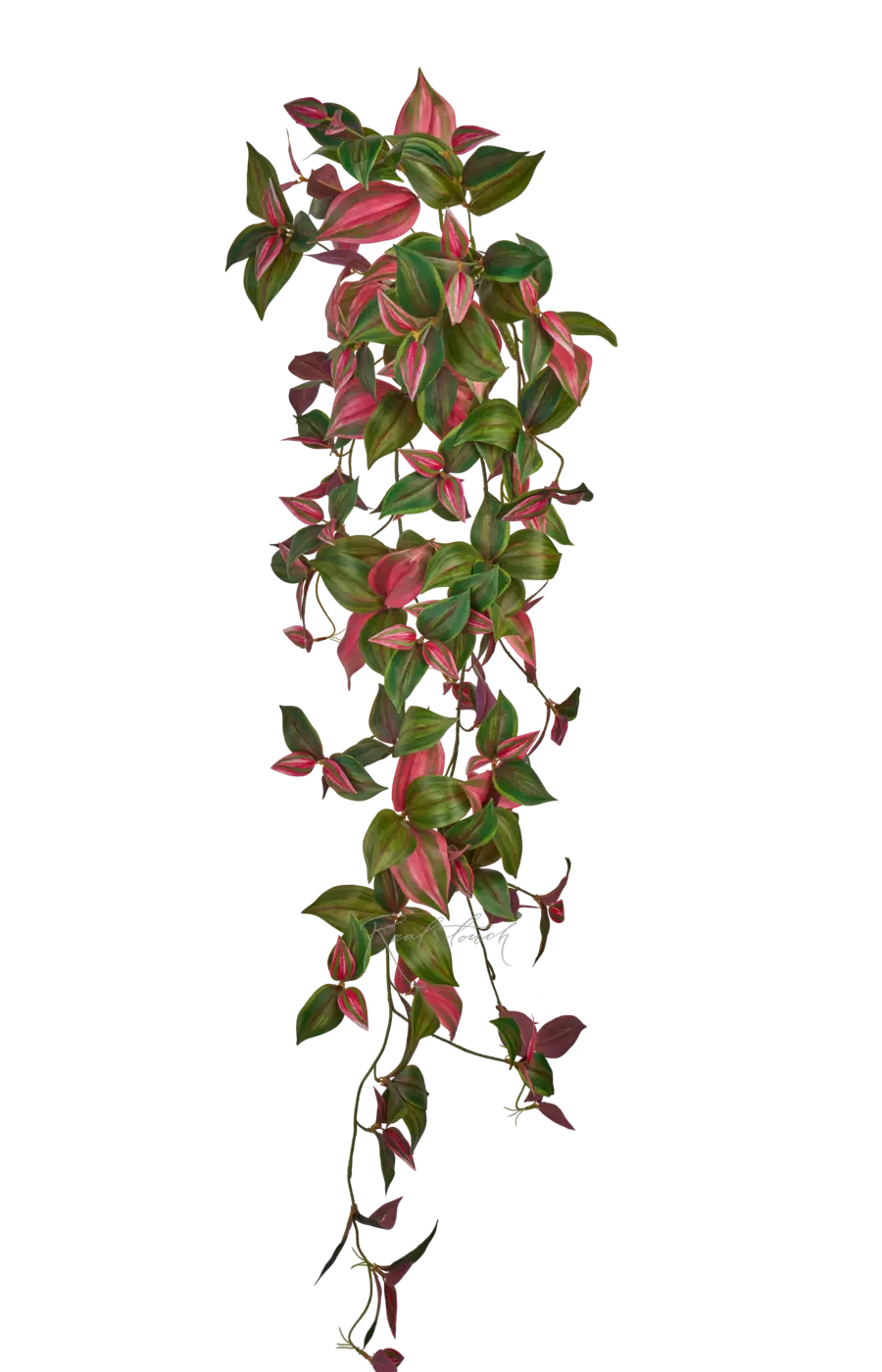 Куст зебрины удлиненный - Зелено-розовый