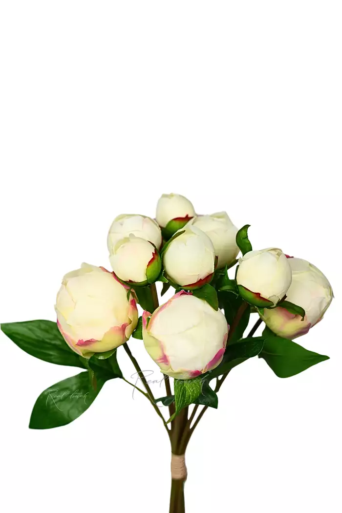 Букет закрытых пионов (9 бутонов)  - Кремовый