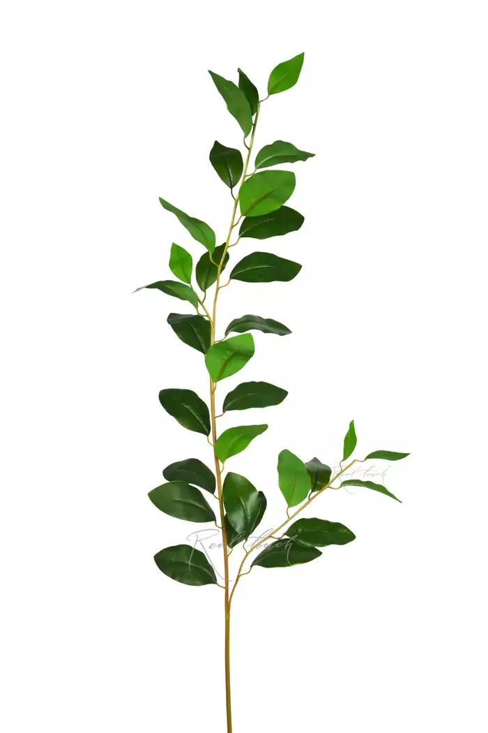Ветка с лавровыми листьями - Зеленый