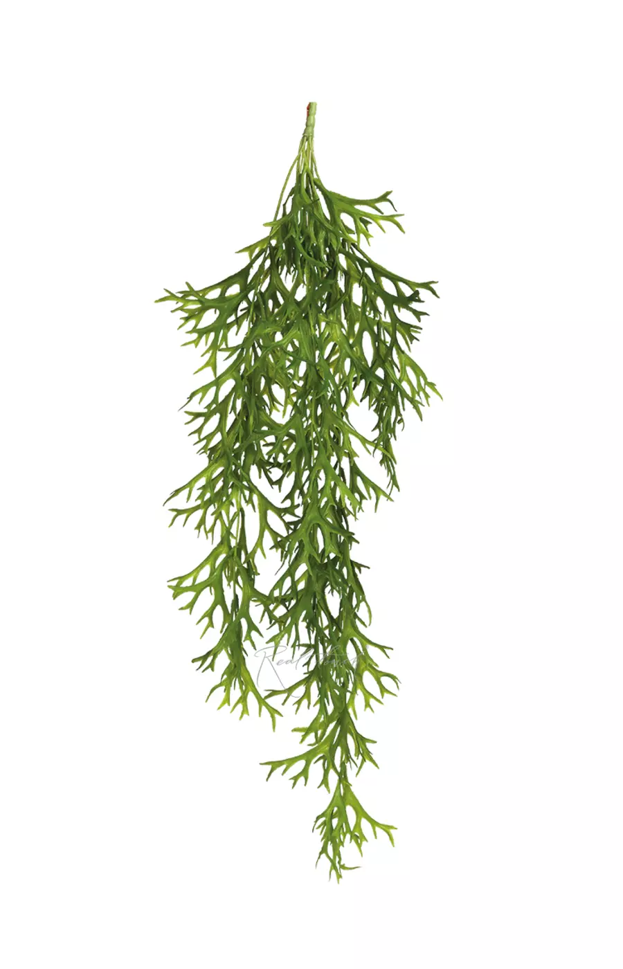 Оленьи рожки ампельные - Зеленый