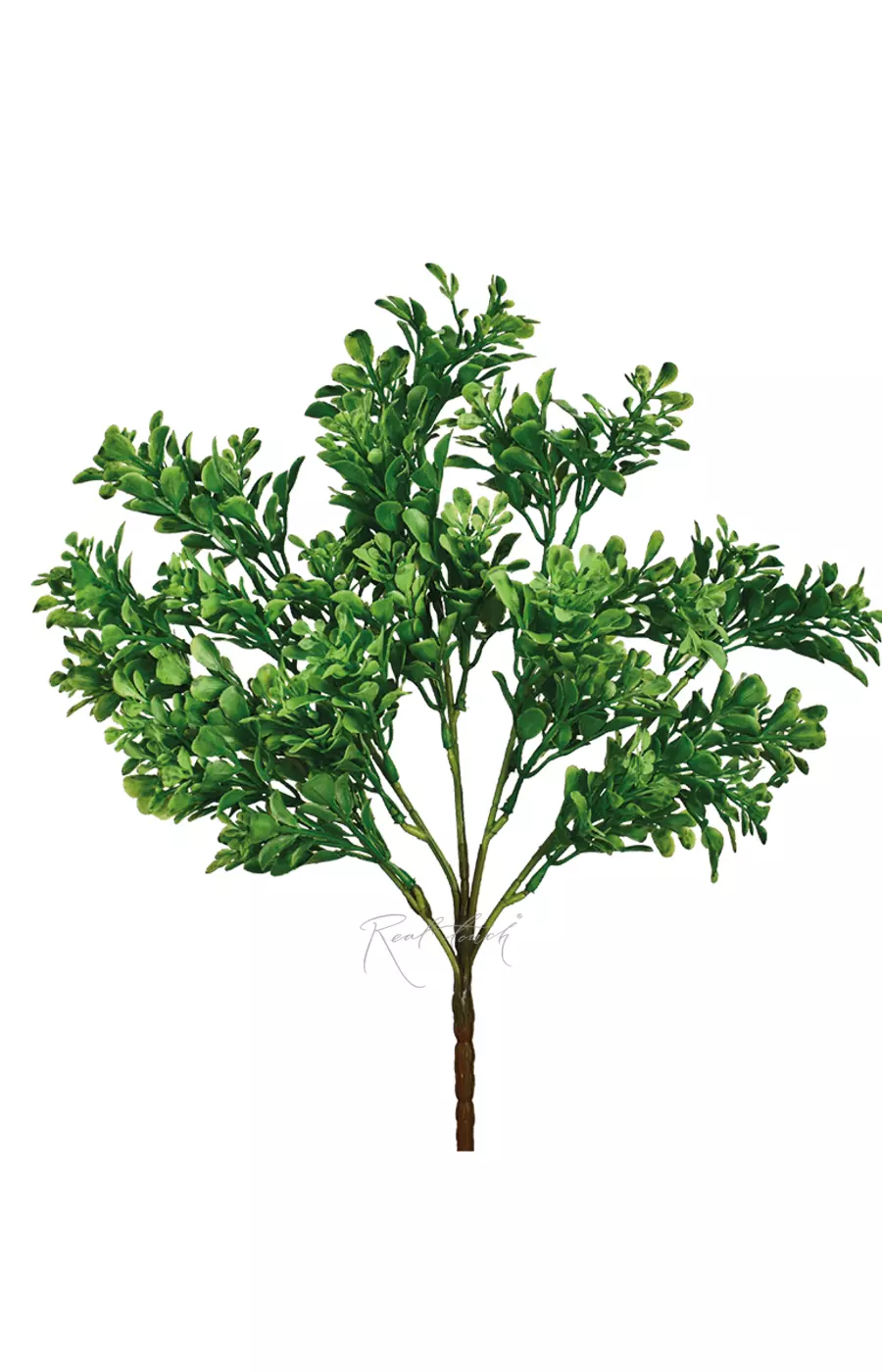 Самшит пучок - Темно-зеленый