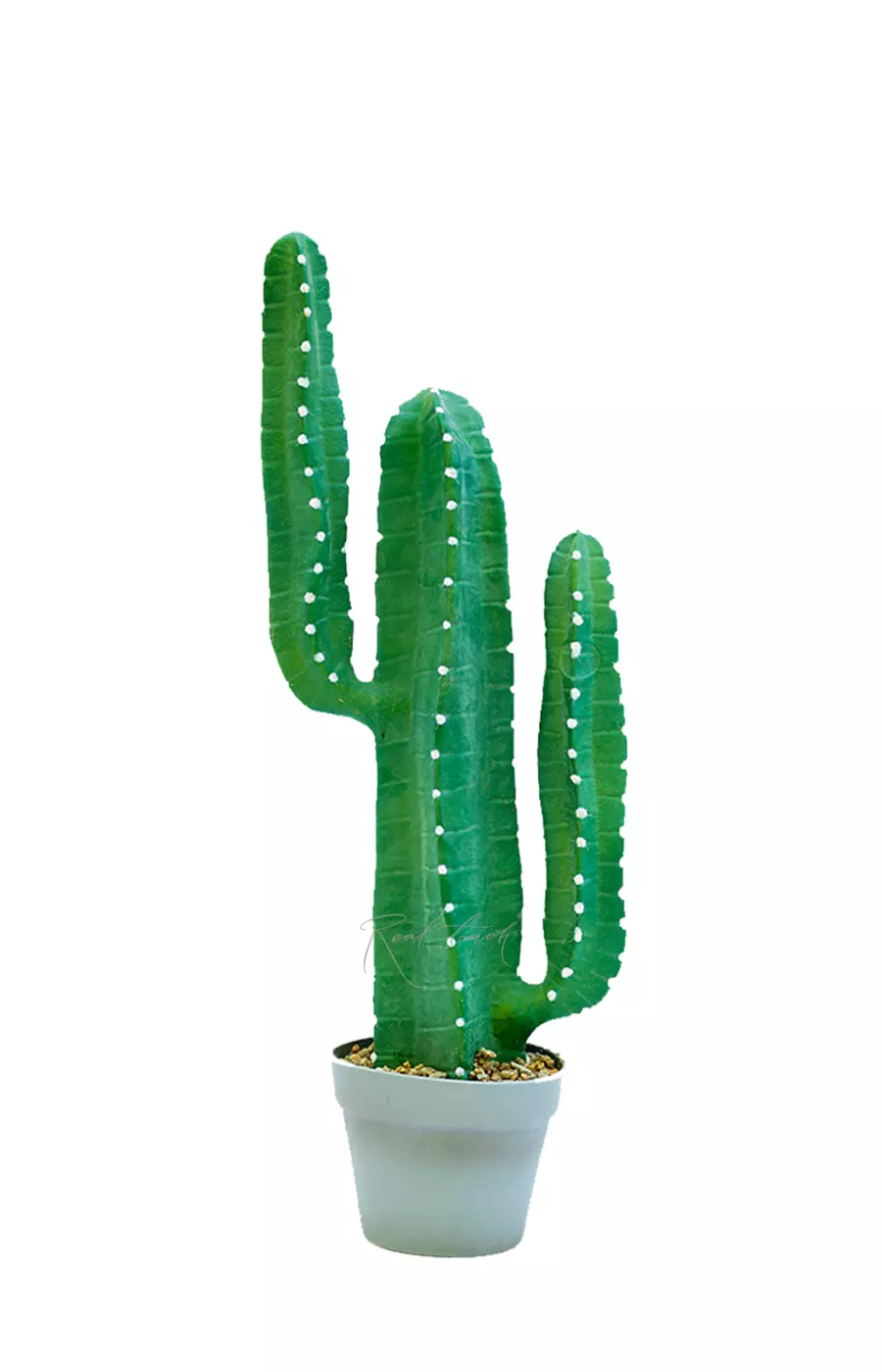 Кактус Цереус малый 69см (с белыми иголками) - Зеленый