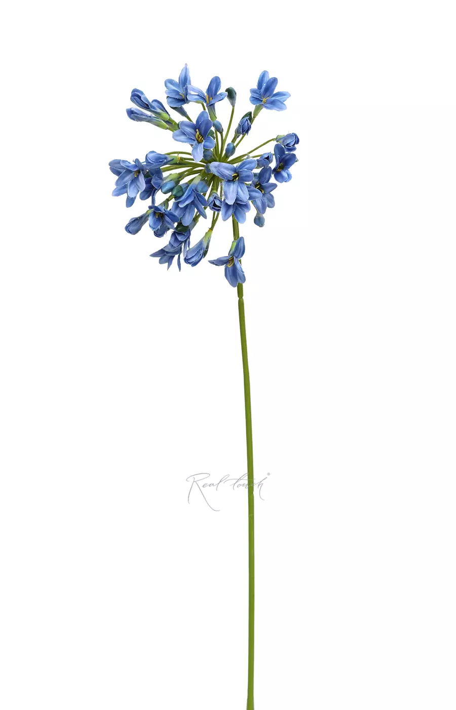 Агапантус (1593) - Синий (уценён) Агапантус (1593) - Синий (уценён)