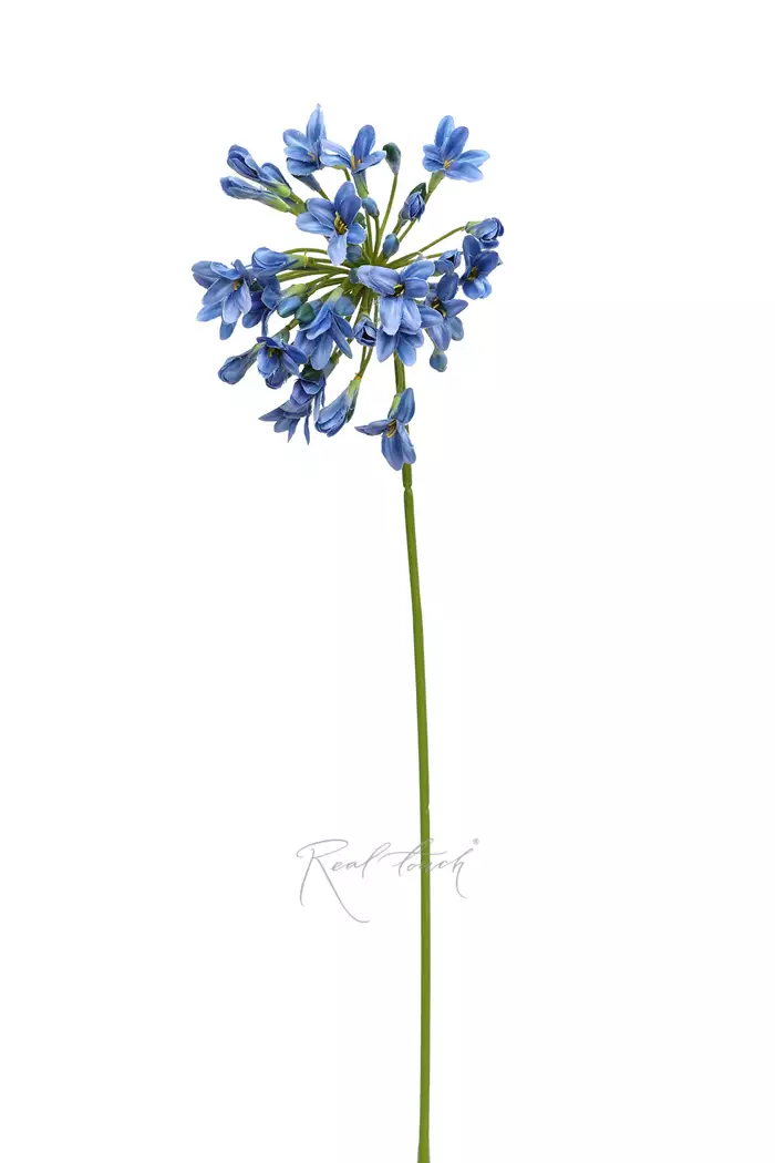 Агапантус (1593) - Синий (уценён)