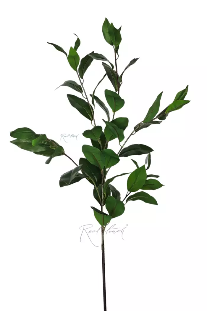 Ветка с лавровыми листьями (5 ответвлений) - Зеленый