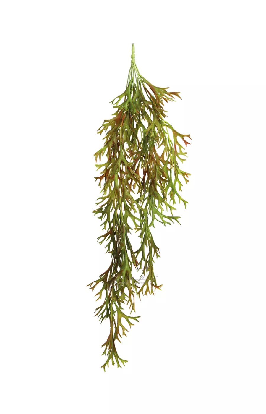 Оленьи рожки ампельные - Зелено-красный