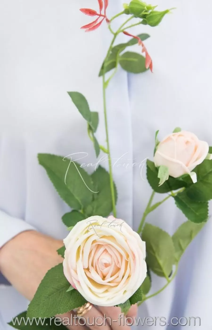 Роза Пионовидная 1+1 - Молочно-розовый