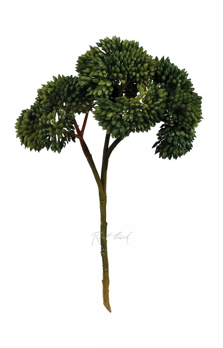 Седум малый - Зеленый Седум малый - Зеленый