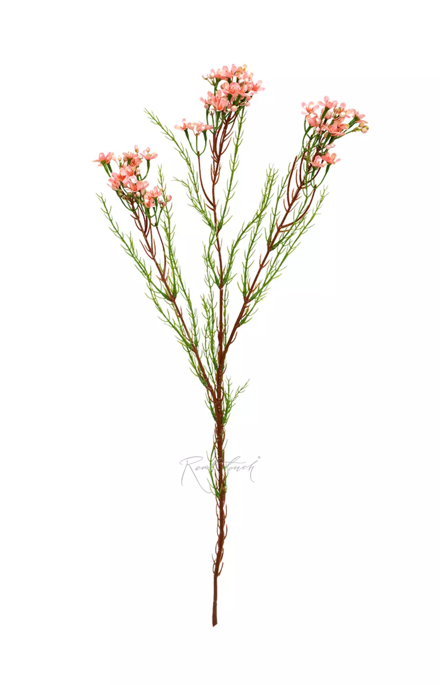 Хамелациум - Розовый Хамелациум - Розовый