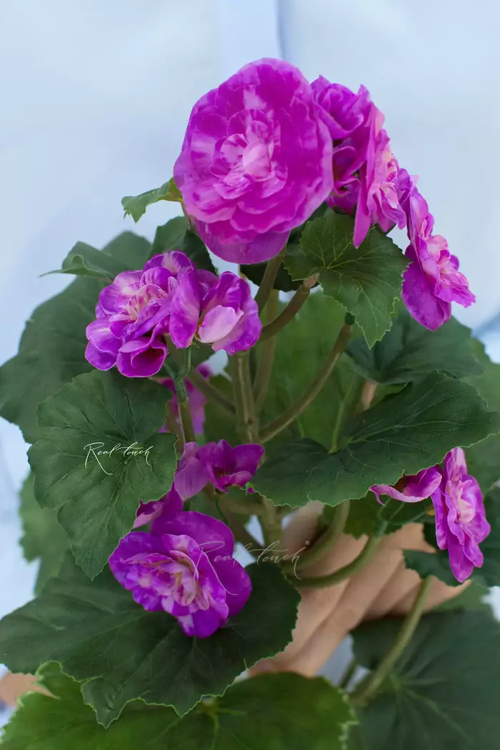 Бегония цветущая средняя - Фуксия Бегония цветущая средняя - Фуксия