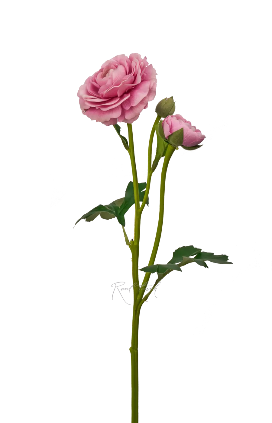 Ранункулюс азиатский Pauline - Розовый