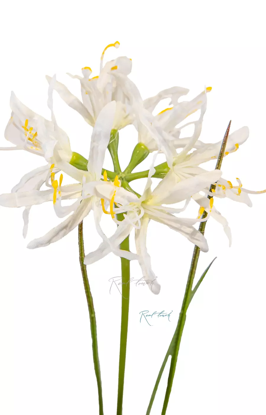 Нерине - Белый Нерине - Белый