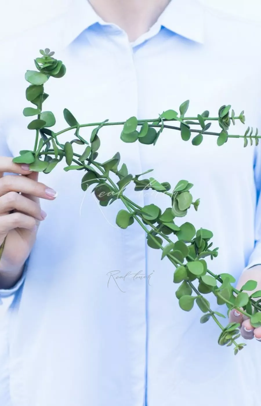 Портулакария афра (крассула) свисающий - Зеленый