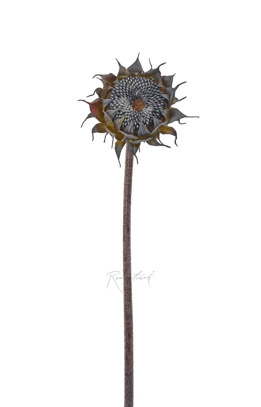 Подсолнух без лепестков - Черный