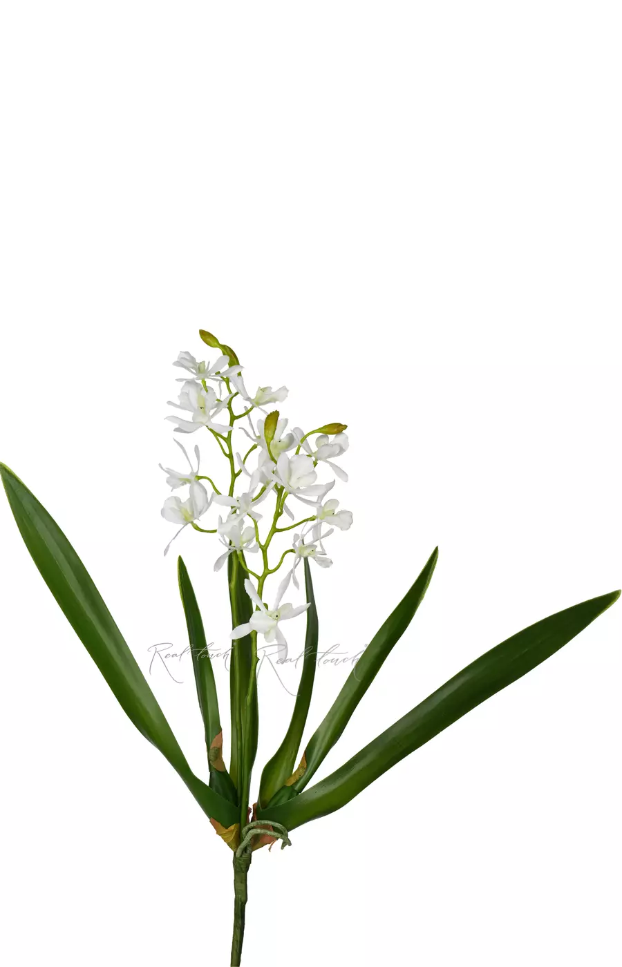 Орхидея Целогина - Белый