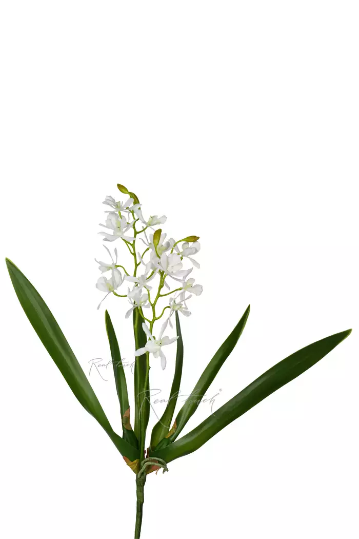 Орхидея Целогина - Белый