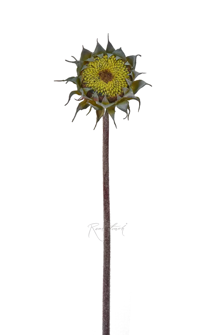 Подсолнух без лепестков - Зеленый