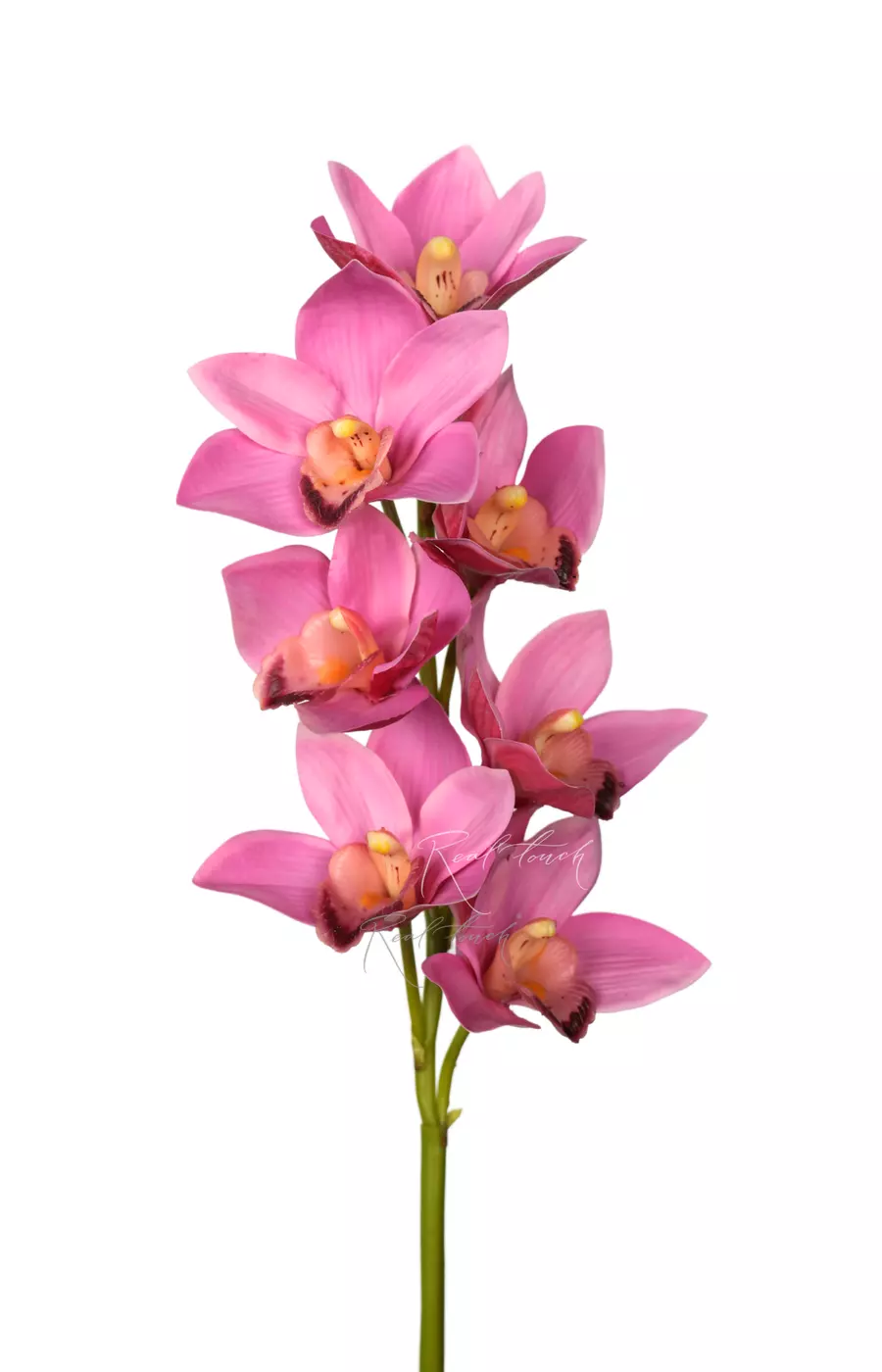 Цимбидиум 7 соцветий - Светло-фиолетовый