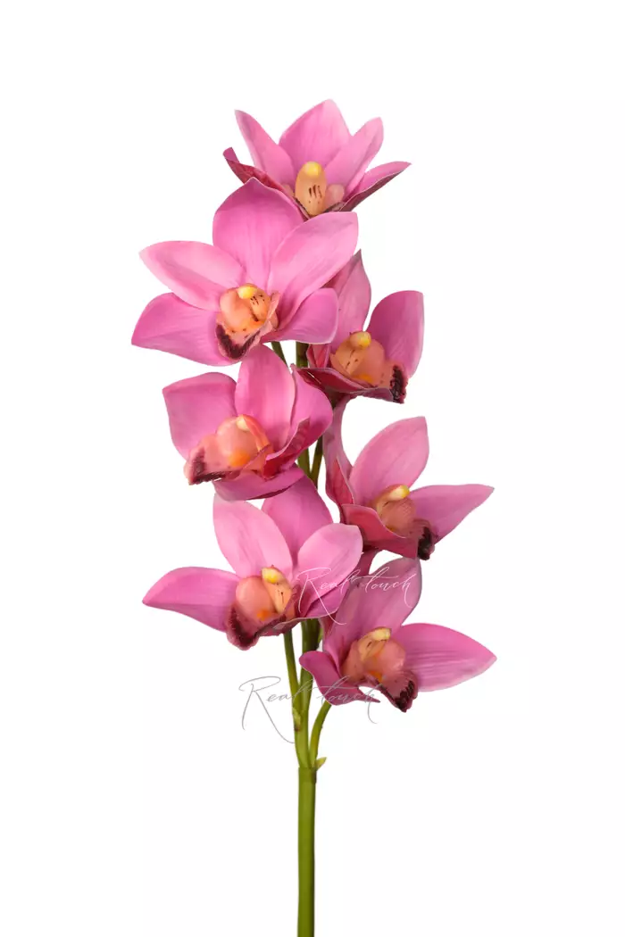 Цимбидиум 7 соцветий - Светло-фиолетовый