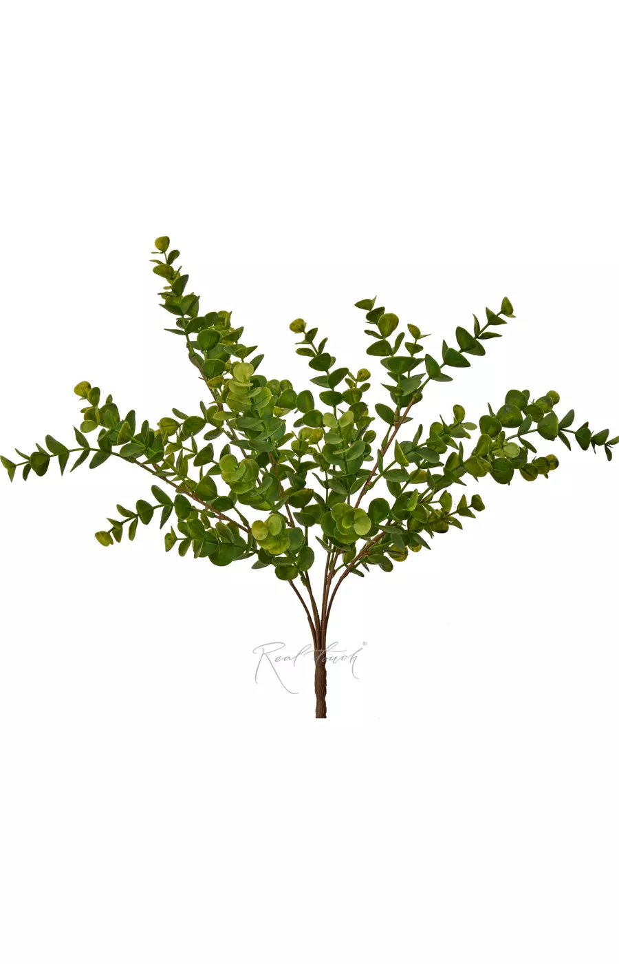 Эвкалипт пучок - Зеленый