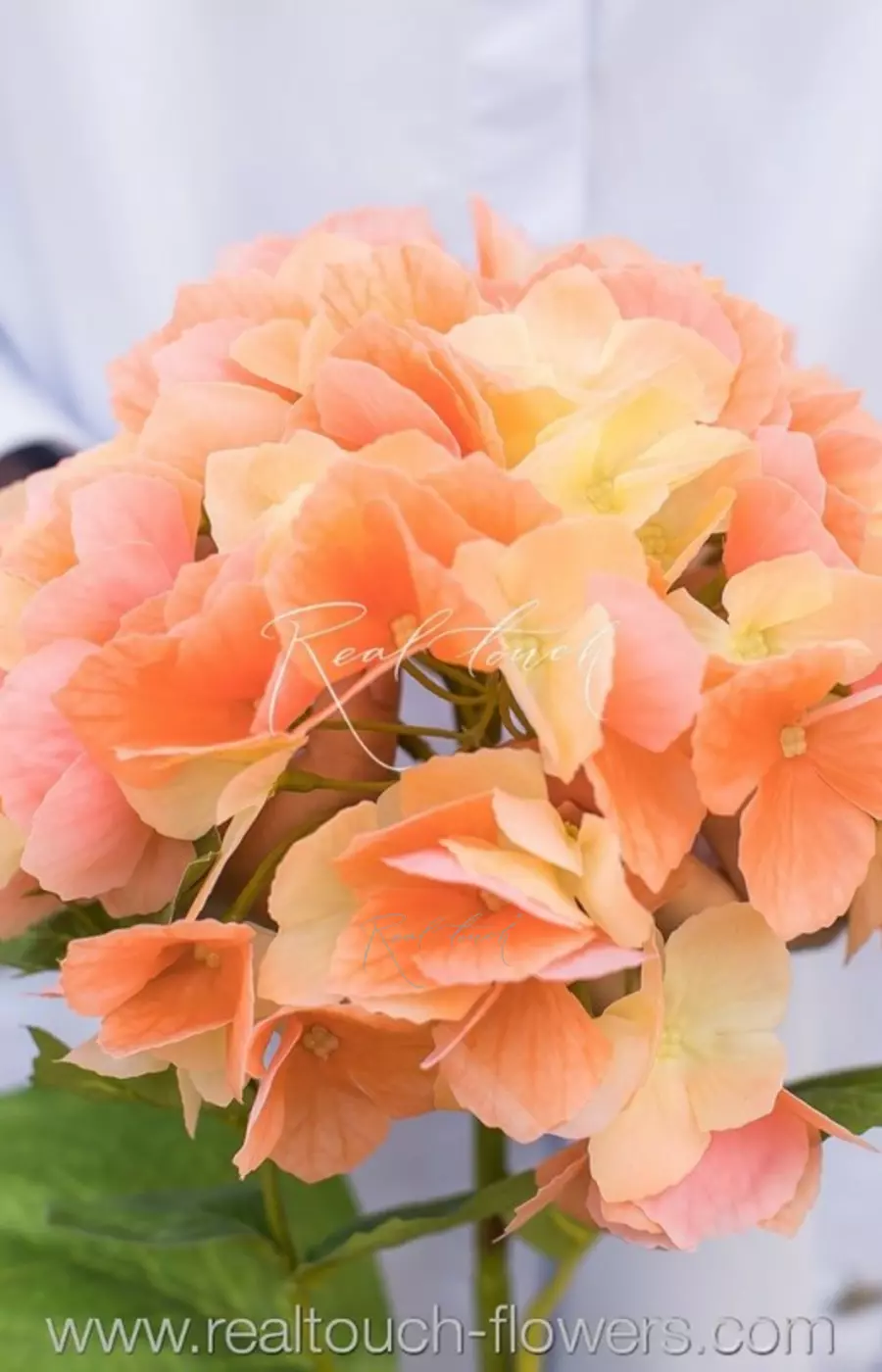 Гортензия с зубчиками соцветие (без стебля) - Персиковый