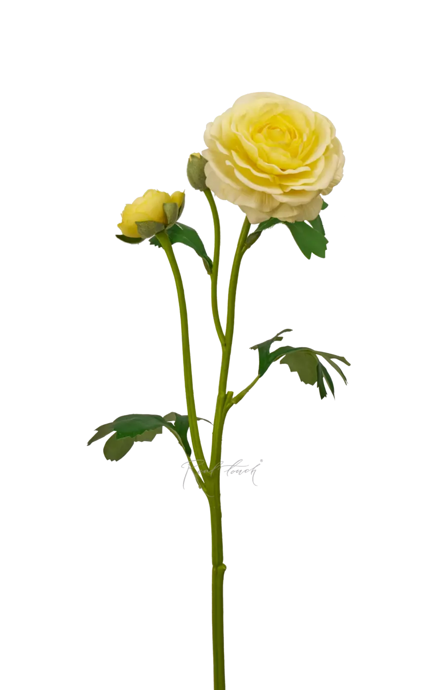 Ранункулюс азиатский Pauline - Светло-желтый