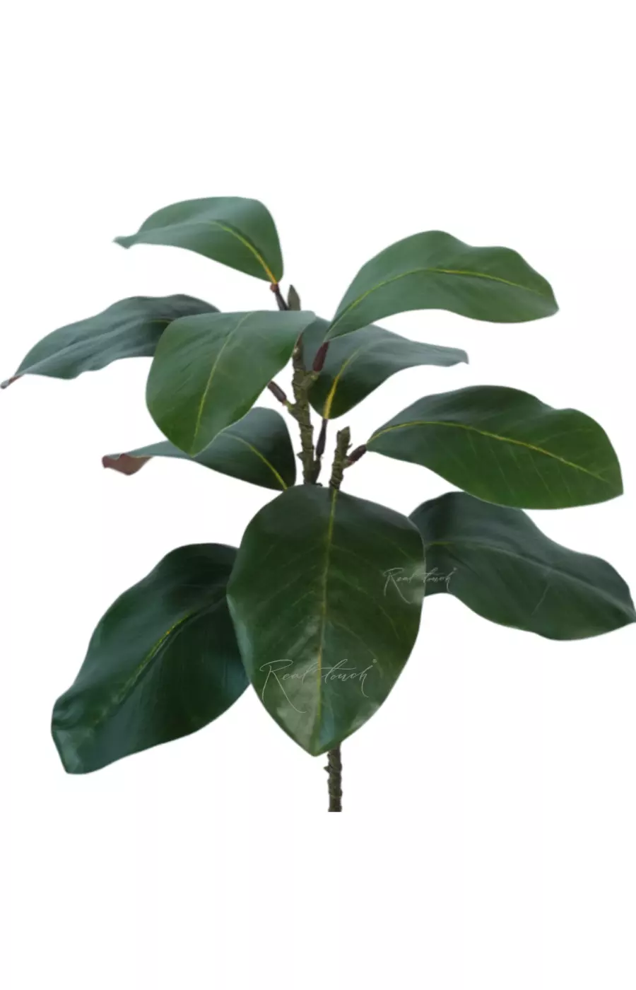 Ветка с листьями магнолии - Зеленый