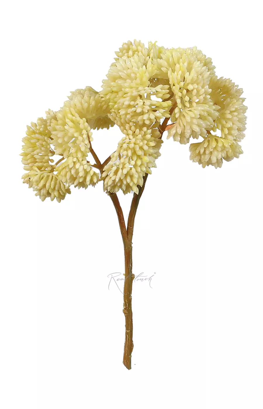 Седум малый - Белый Седум малый - Белый