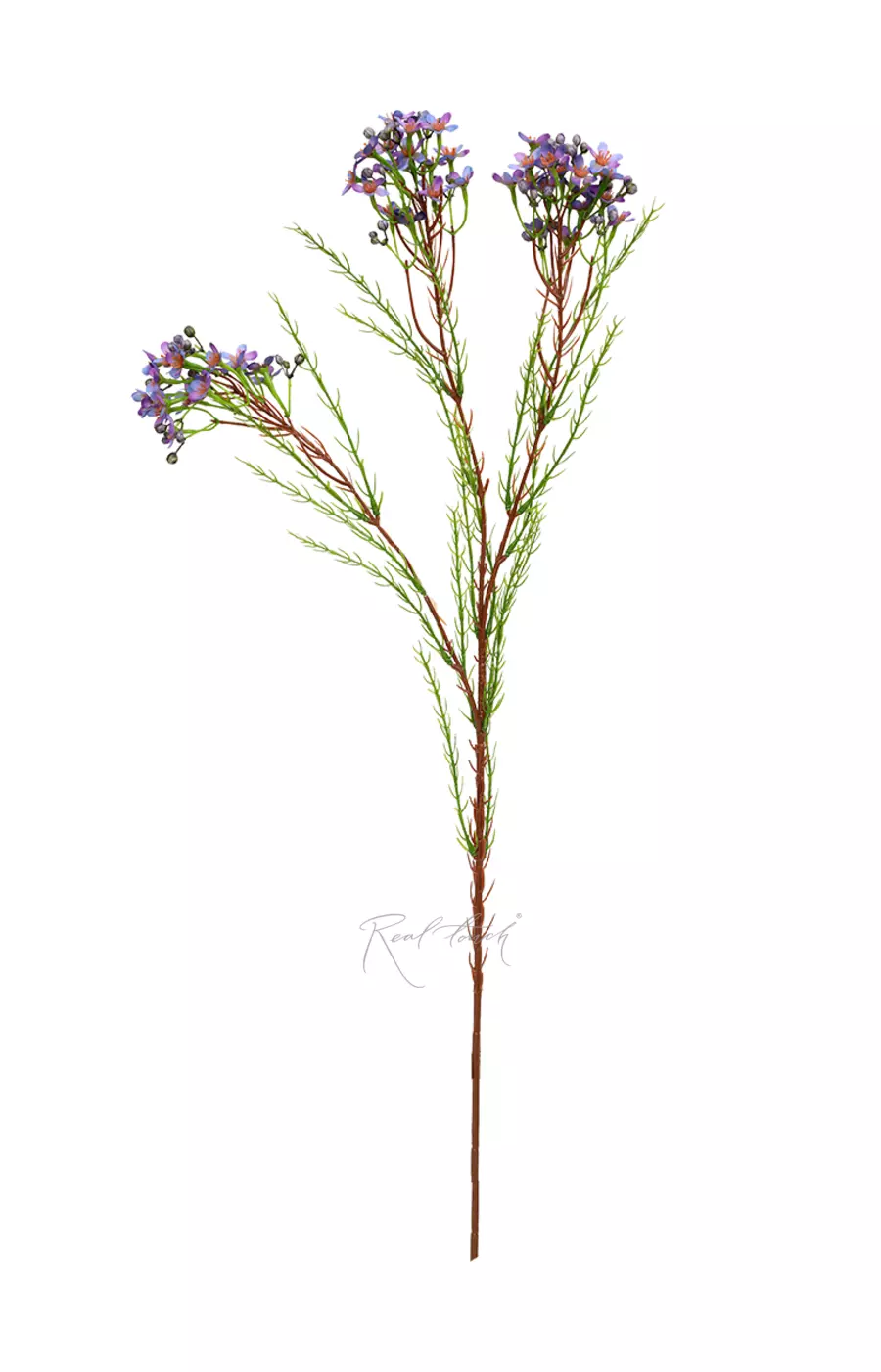 Хамелациум - Фиолетовый