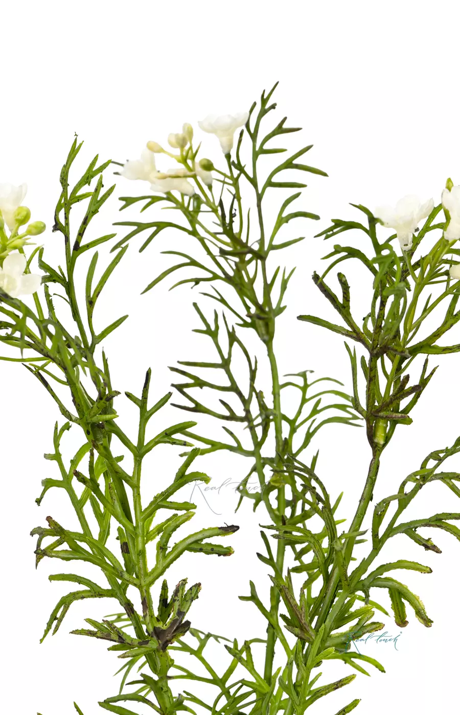 Лапчатка - Белый