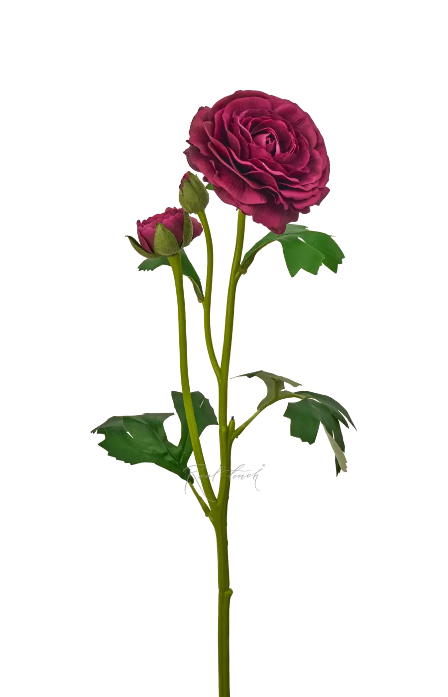 Ранункулюс азиатский Pauline - Темно-фиолетовый