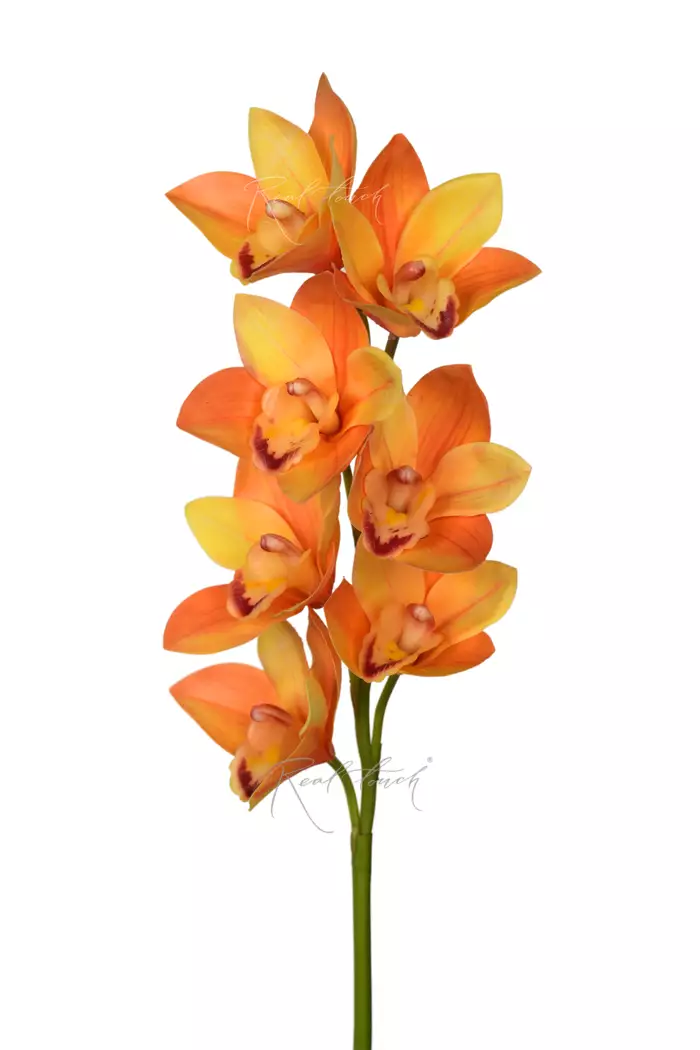 Цимбидиум 7 соцветий - Желто-оранжевый Цимбидиум 7 соцветий - Желто-оранжевый