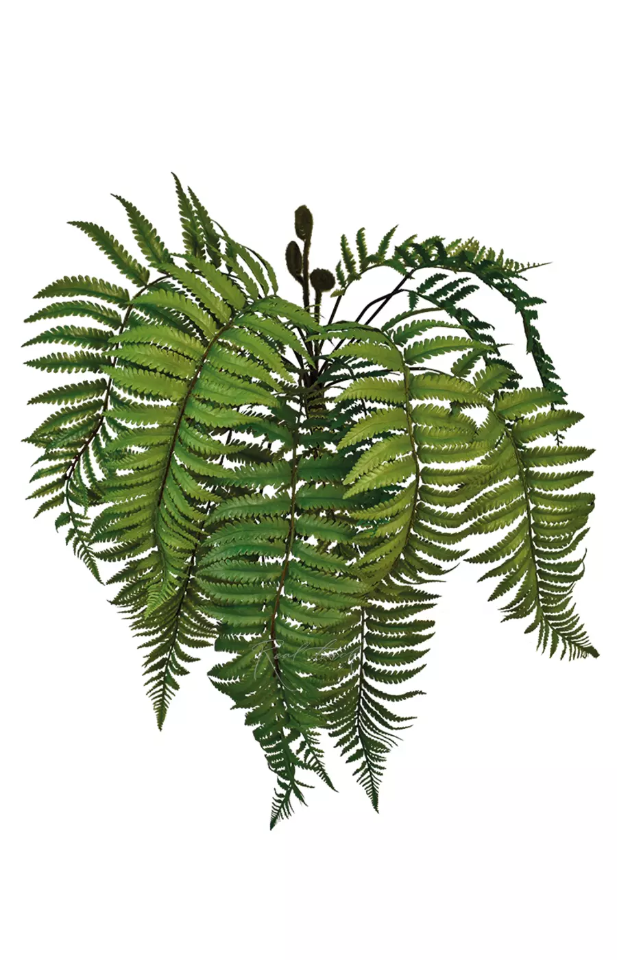 Многорядник Верхоплодный - Зеленый