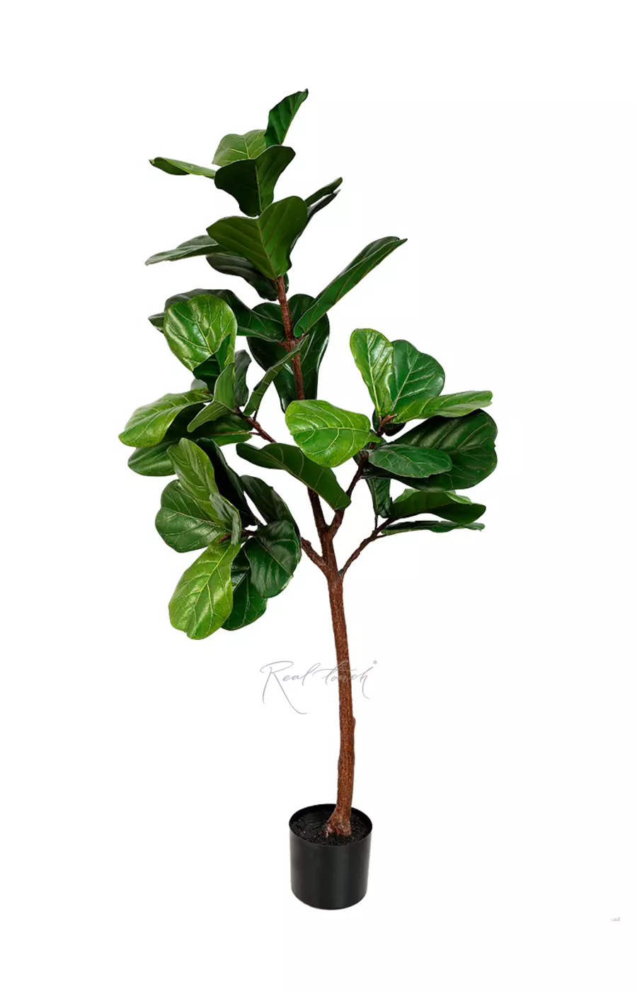 Фикус Лирата в кашпо 130см - Зеленый