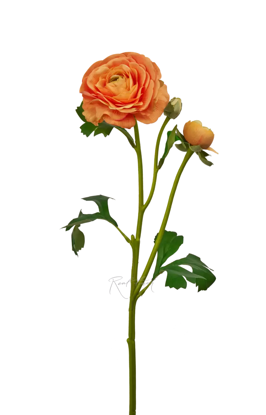 Ранункулюс азиатский Pauline - Оранжевый