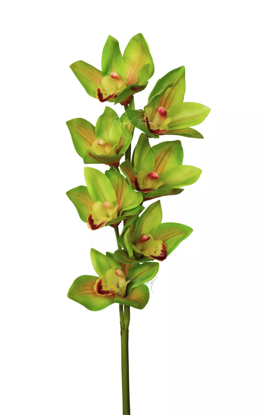 Цимбидиум 7 соцветий - Зеленый Цимбидиум 7 соцветий - Зеленый