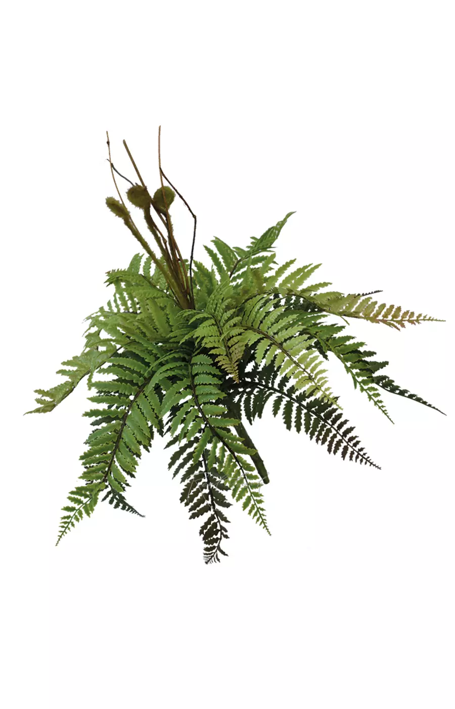 Кочедыжник женский средний - Зеленый Кочедыжник женский средний - Зеленый