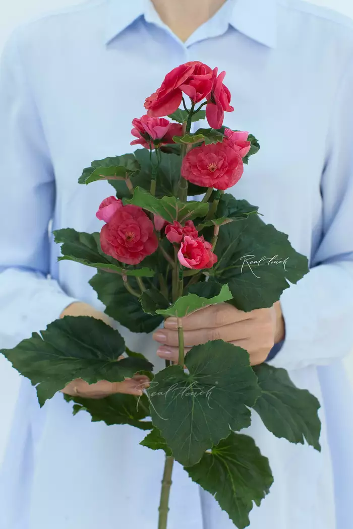 Бегония цветущая малая - Коралловый Бегония цветущая малая - Коралловый