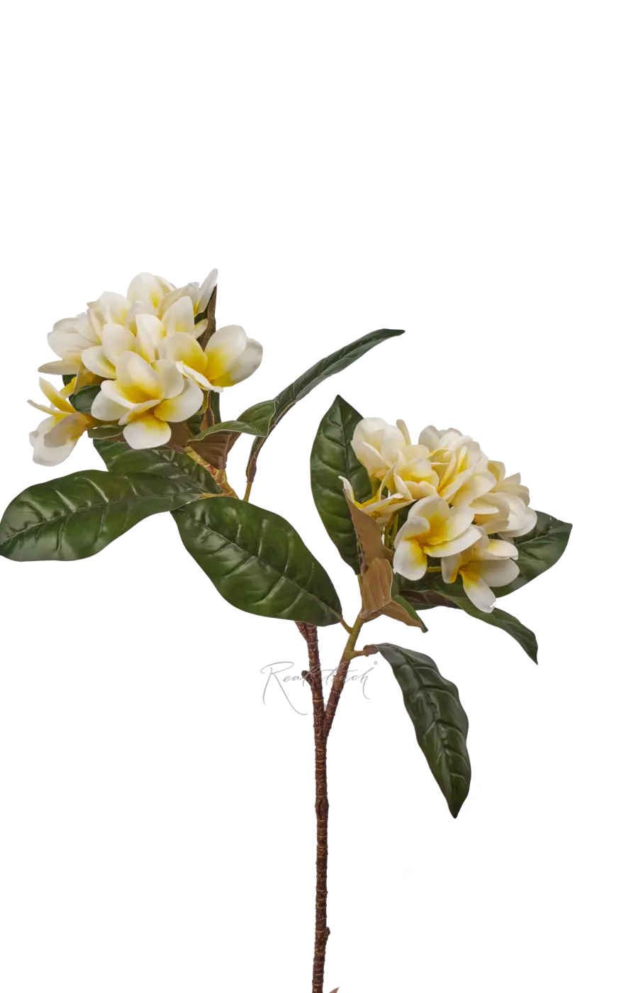 Плюмерия с 2-я ответвлениями - Белый