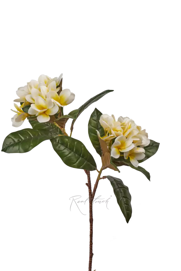 Плюмерия с 2-я ответвлениями - Белый