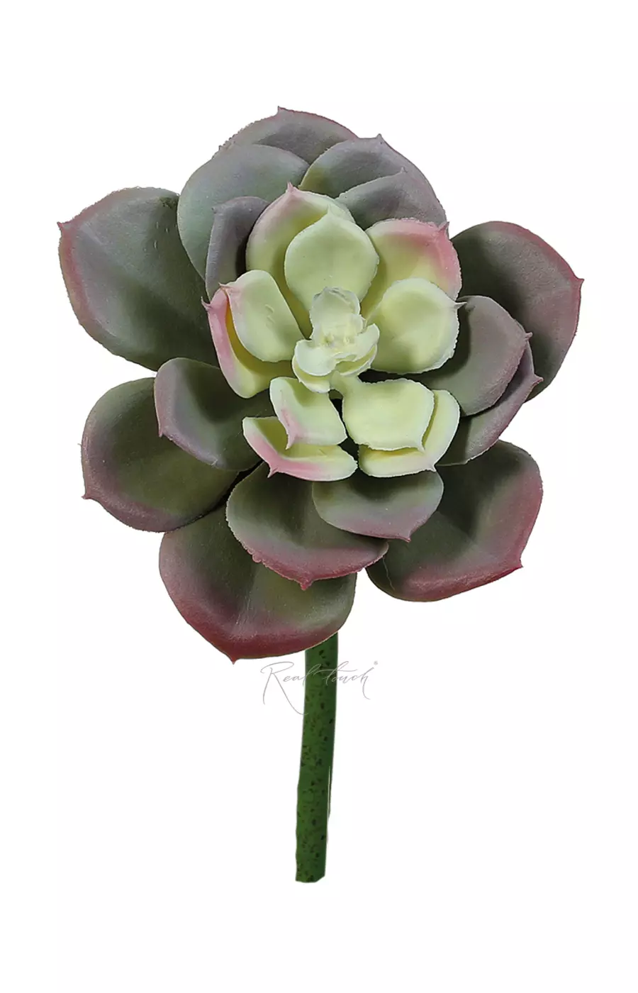 Суккулент 308 (эхеверия) - Зелено-розовый