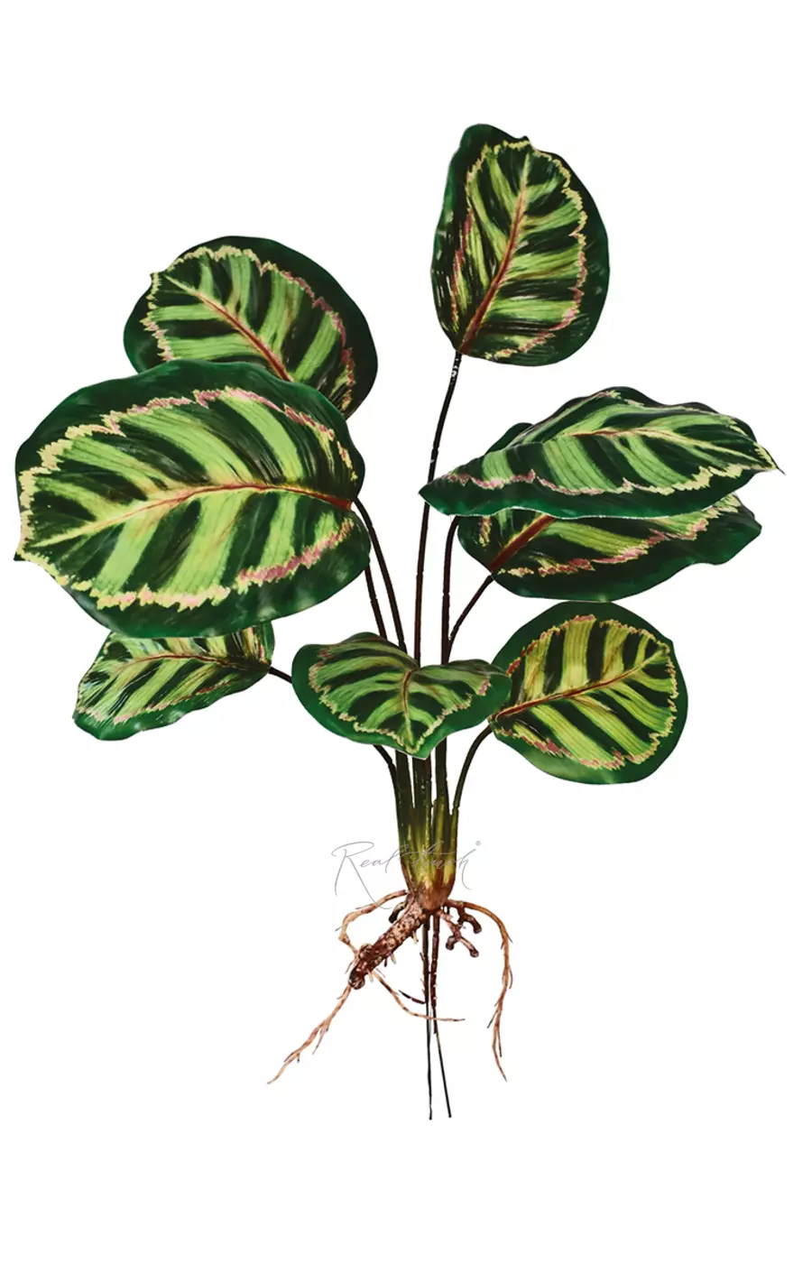 Калатея Ред Тайгер куст из 8 листьев с корнями - Зеленый