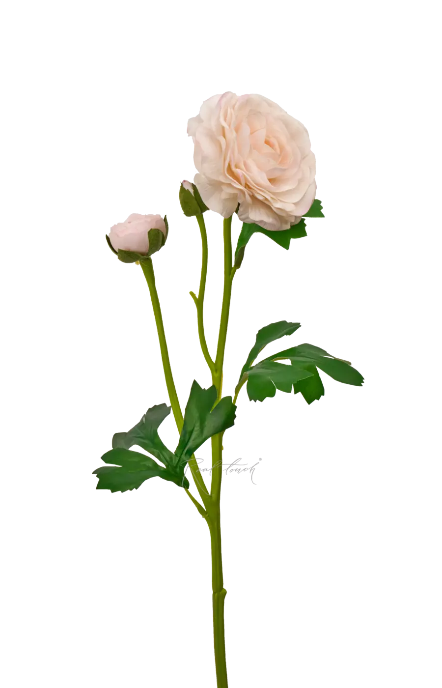 Ранункулюс азиатский Pauline - Бело-розовый