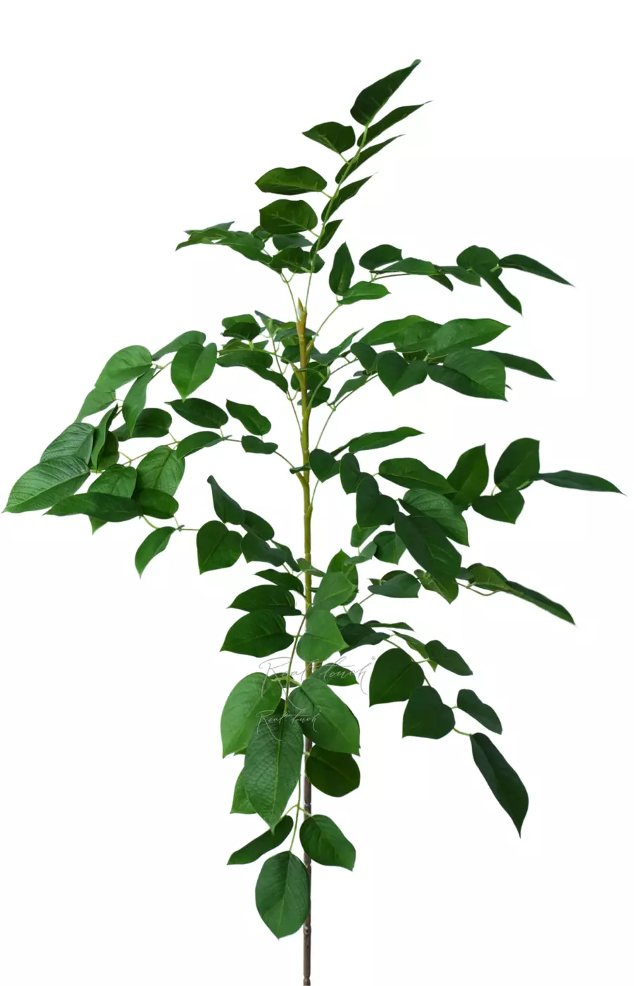 Ветка гуавы большая - Зеленый