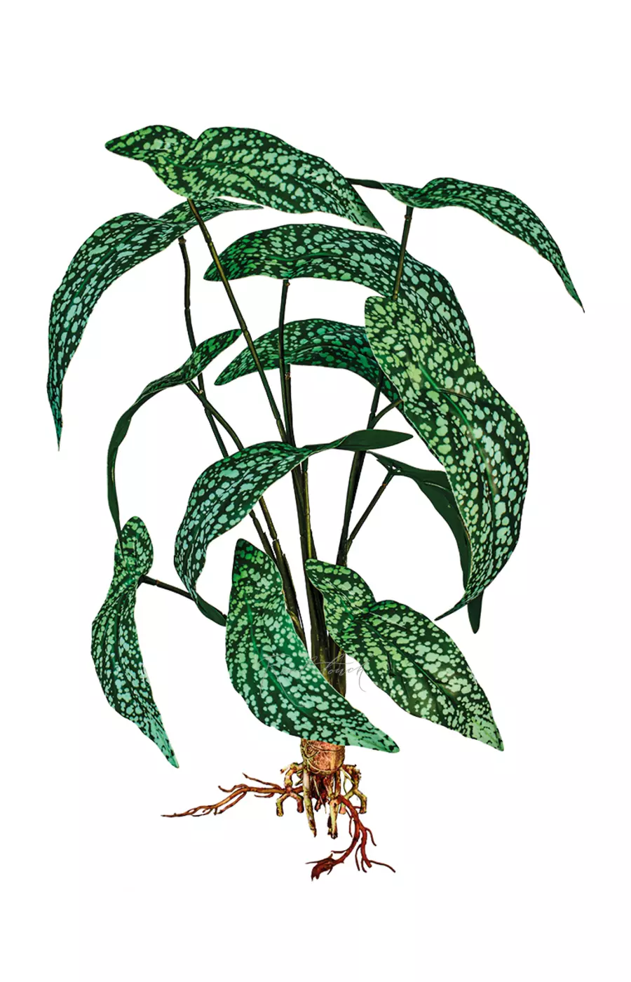 Бегония White ice из 12 листьев с корнями - Бело-зеленый Бегония White ice из 12 листьев с корнями - Бело-зеленый