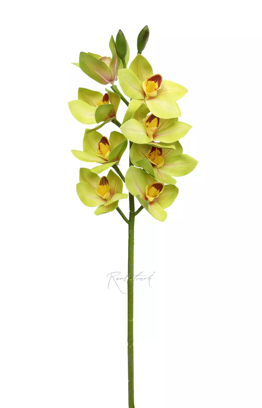 Цимбидиум 8 соцветий 3D - Зеленый Цимбидиум 8 соцветий 3D - Зеленый